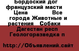 Бордоский дог ( французский масти)  › Цена ­ 50 000 - Все города Животные и растения » Собаки   . Дагестан респ.,Геологоразведка п.